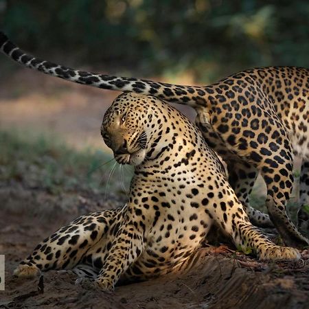 Готель Wilpattu Wildhideaway Galkadawala Екстер'єр фото