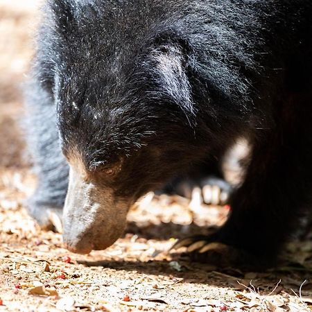 Готель Wilpattu Wildhideaway Galkadawala Екстер'єр фото