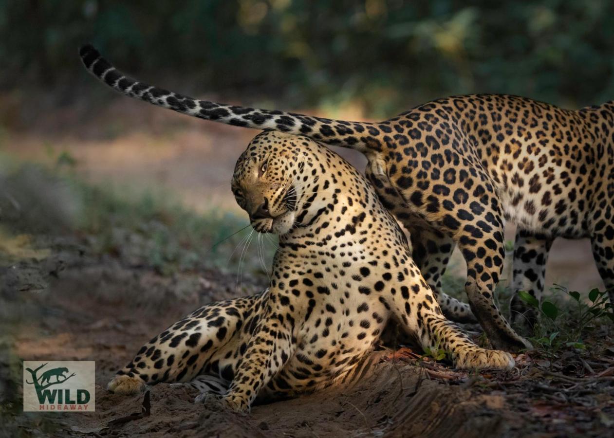 Готель Wilpattu Wildhideaway Galkadawala Екстер'єр фото