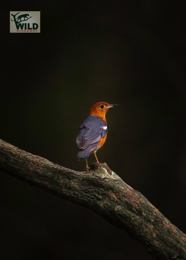 Готель Wilpattu Wildhideaway Galkadawala Екстер'єр фото
