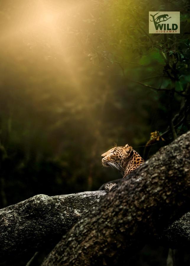Готель Wilpattu Wildhideaway Galkadawala Екстер'єр фото