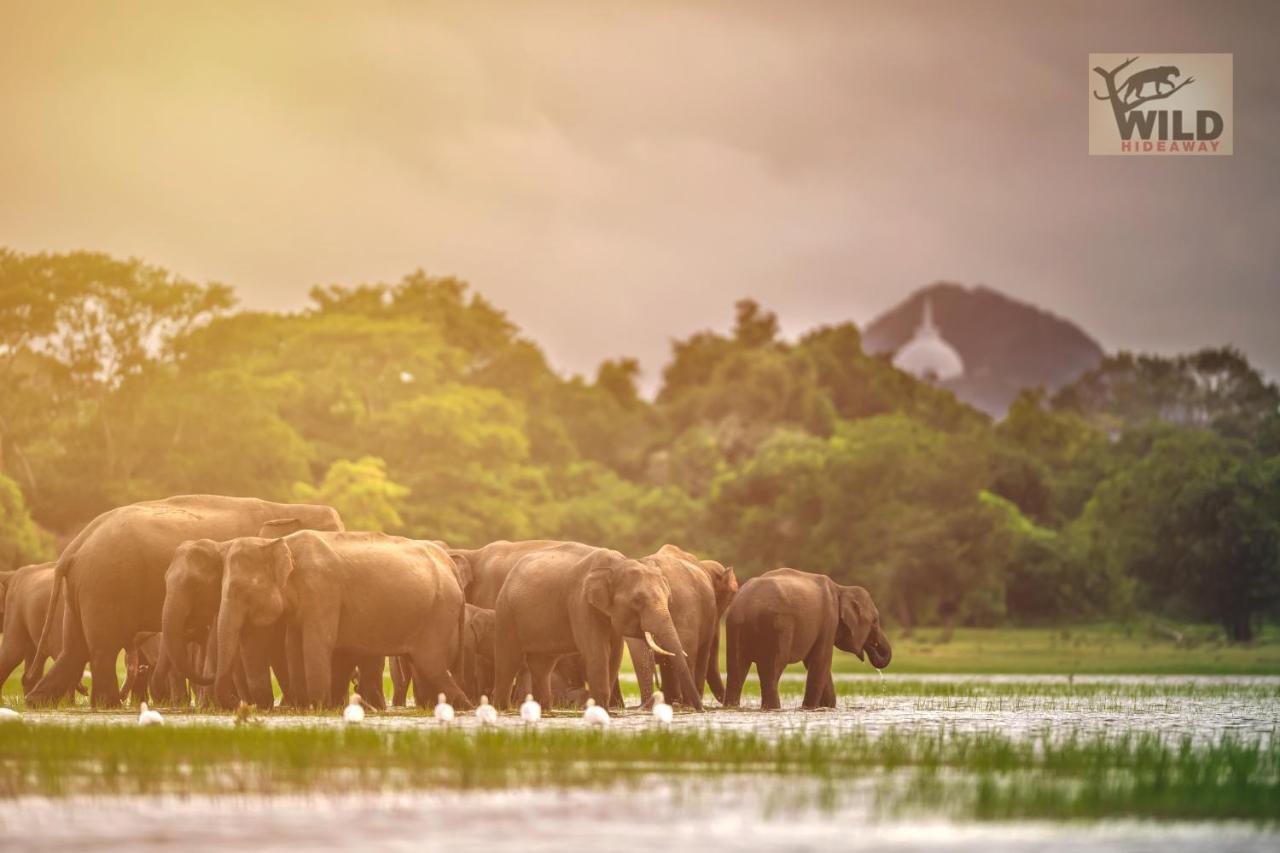 Готель Wilpattu Wildhideaway Galkadawala Екстер'єр фото