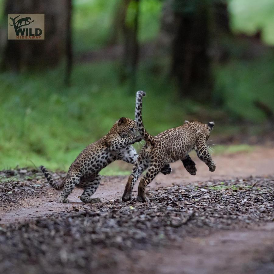 Готель Wilpattu Wildhideaway Galkadawala Екстер'єр фото